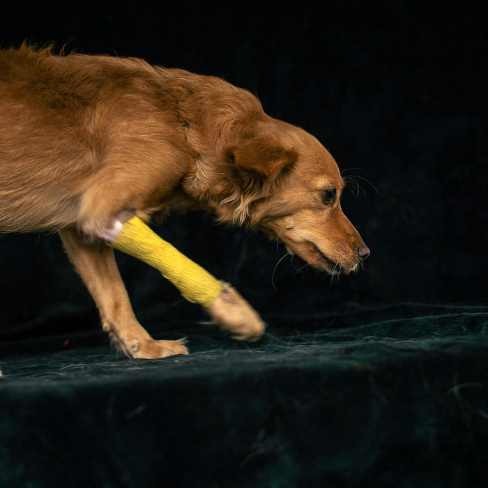 Top 6 Causes of Vet Visits in Australia