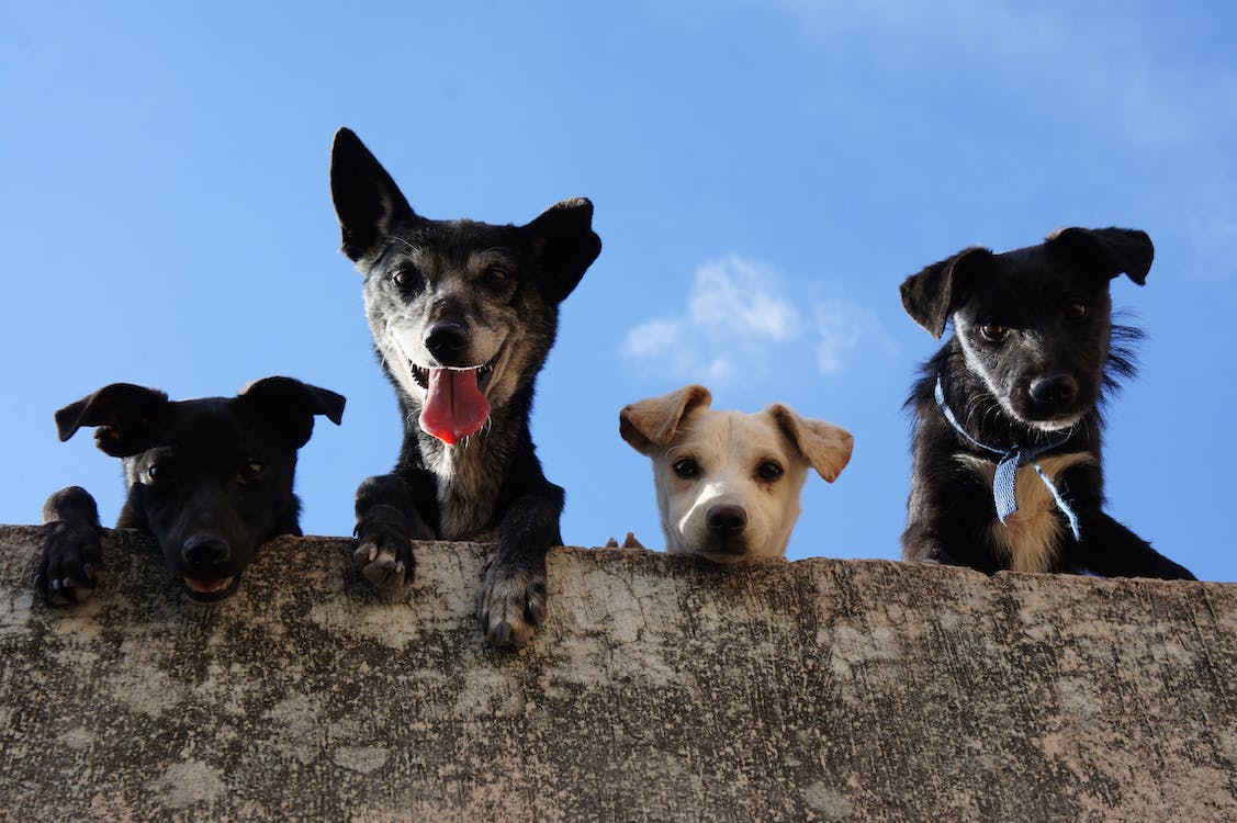 6 Reasons to Feed Your Dog All-Natural Treats