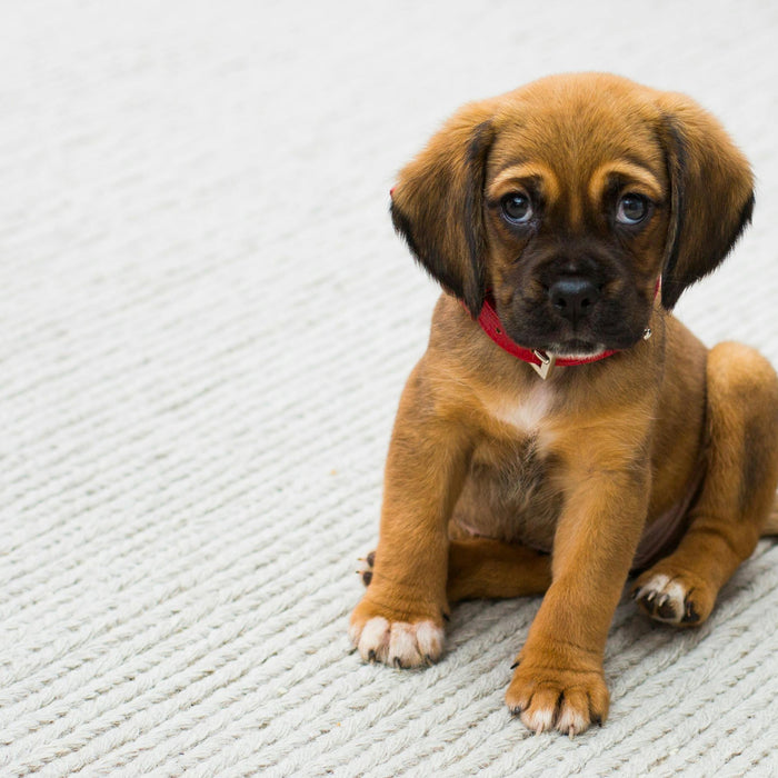 How To Manage an Energetic Puppy at Home